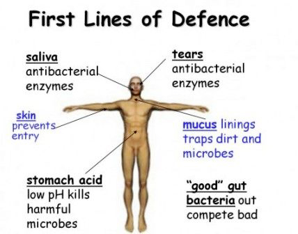 First line of defense immune system