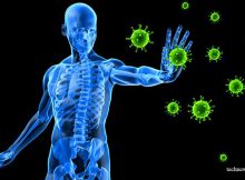 How does the human immune system works