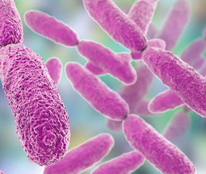 Klebsiella pneumoniae