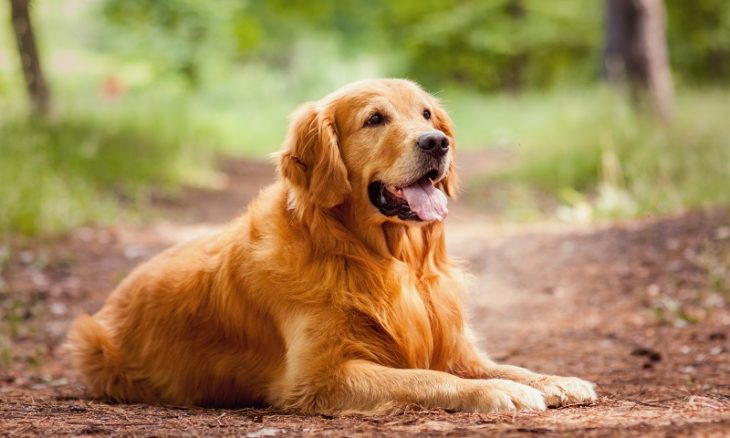 best dog breeds