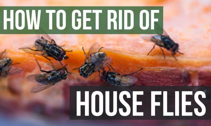 How to get rid of flies