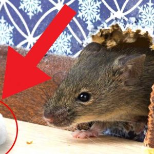 how to get rid of rats