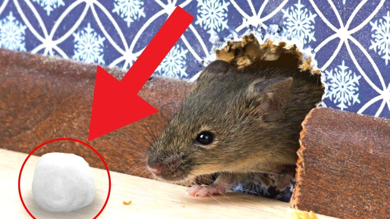 How to Get Rid of Rats- Quick and Simple Solutions