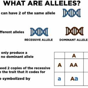 What is an allele