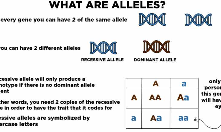 What is an allele