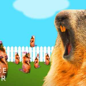 how to get rid of groundhogs
