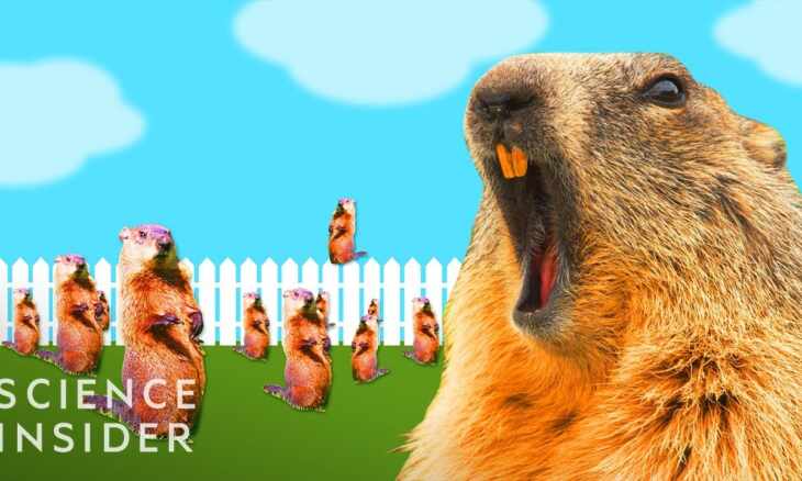 how to get rid of groundhogs