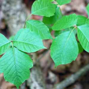 what does poison ivy look like