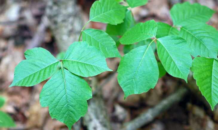 what does poison ivy look like